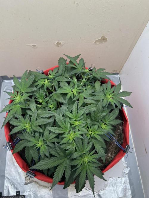 Auto Anesthesia. Week 9