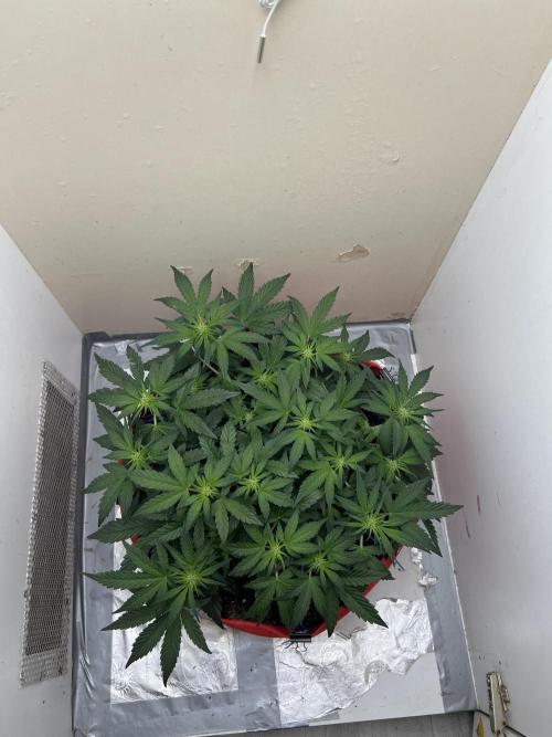 Auto Anesthesia. Week 10 - day 60 fl day 12