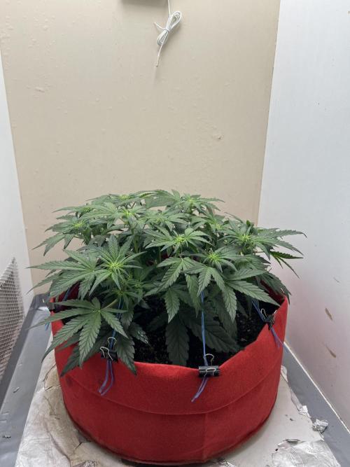 Auto Anesthesia. Week 10