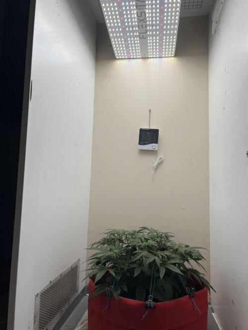 Auto Anesthesia. Week 10