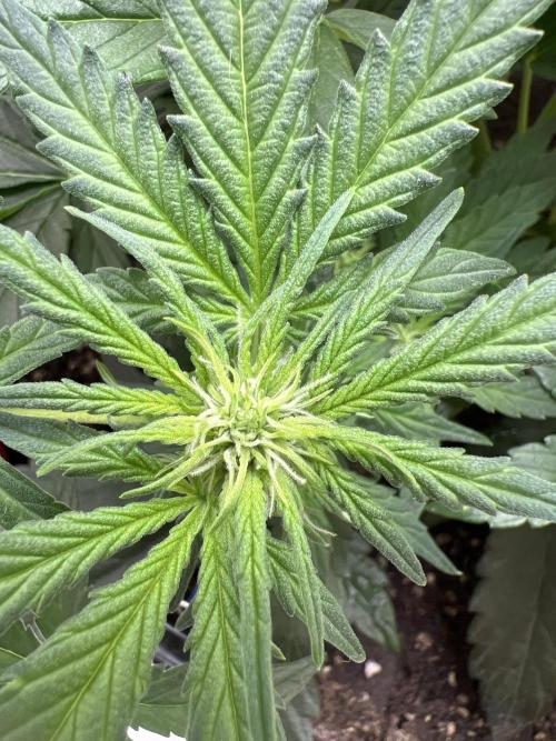 Auto Anesthesia. Week 10