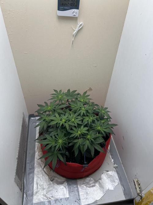 Auto Anesthesia. Week 10