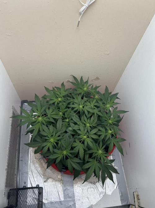 Auto Anesthesia. Week 11