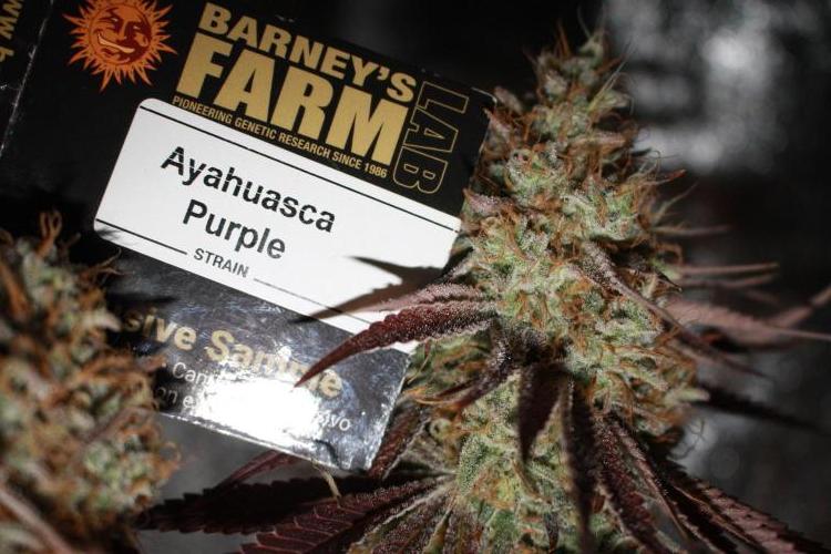 Ayahuasca Purple & White Widow. Week 12