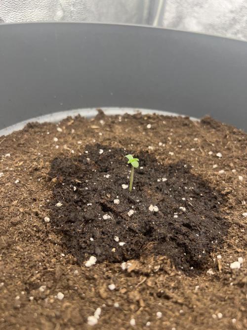 Ayahuasca Purple & White Widow. Week 0