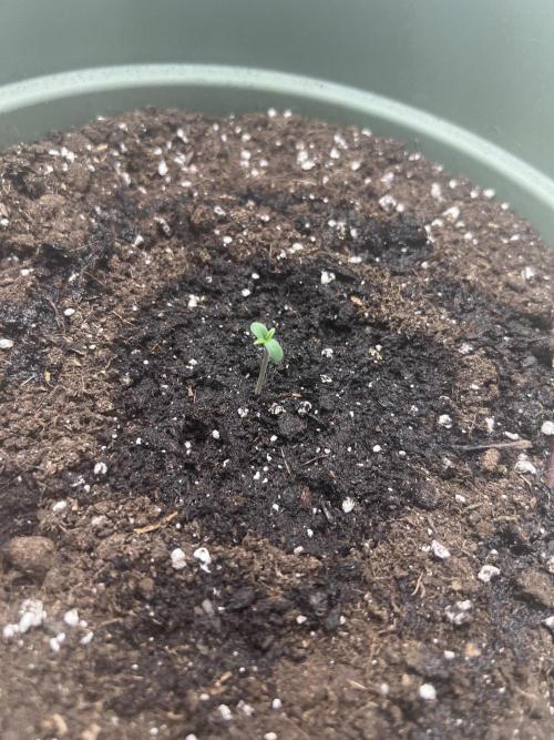 Ayahuasca Purple & White Widow. Week 0