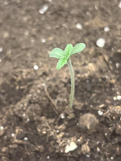 Ayahuasca Purple & White Widow. Week 0