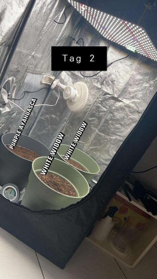 Ayahuasca Purple & White Widow. Week 0