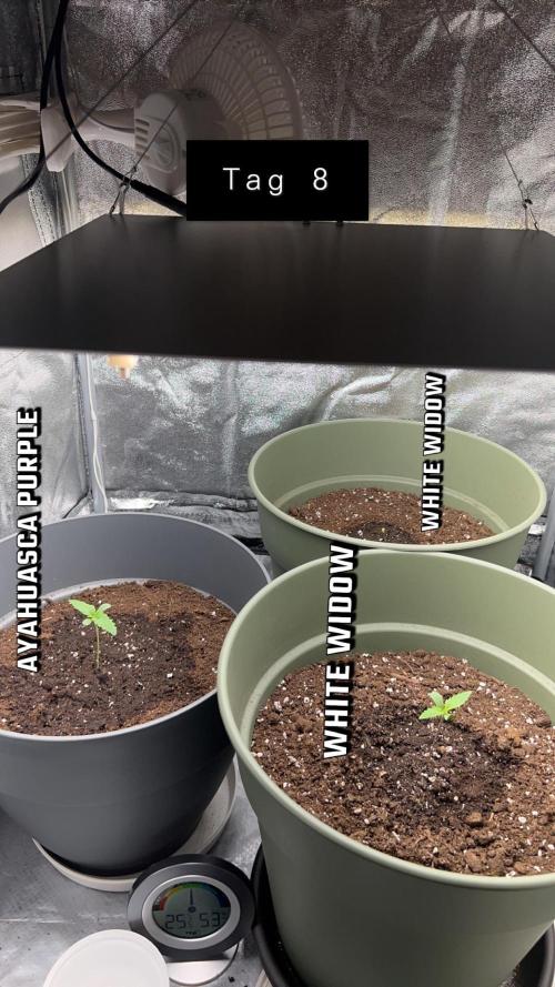 Ayahuasca Purple & White Widow. Week 1