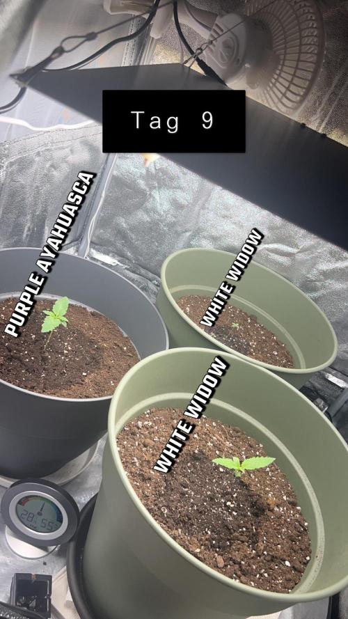 Ayahuasca Purple & White Widow. Week 1