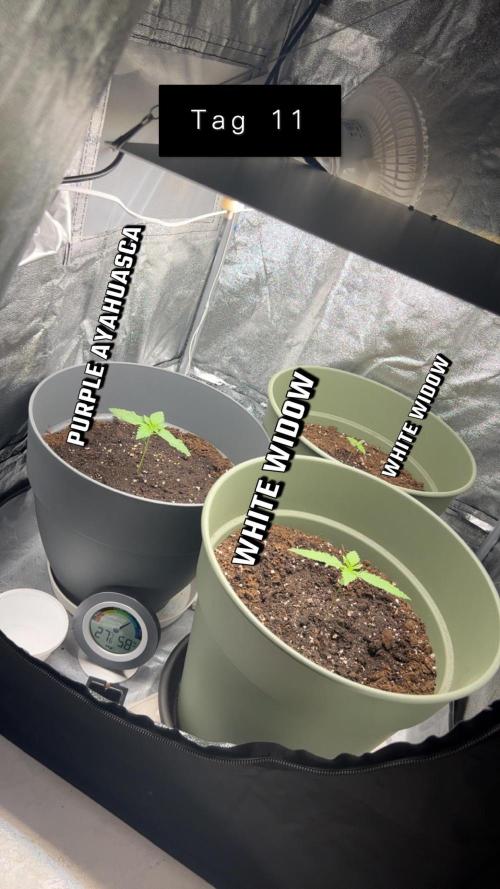 Ayahuasca Purple & White Widow. Week 1