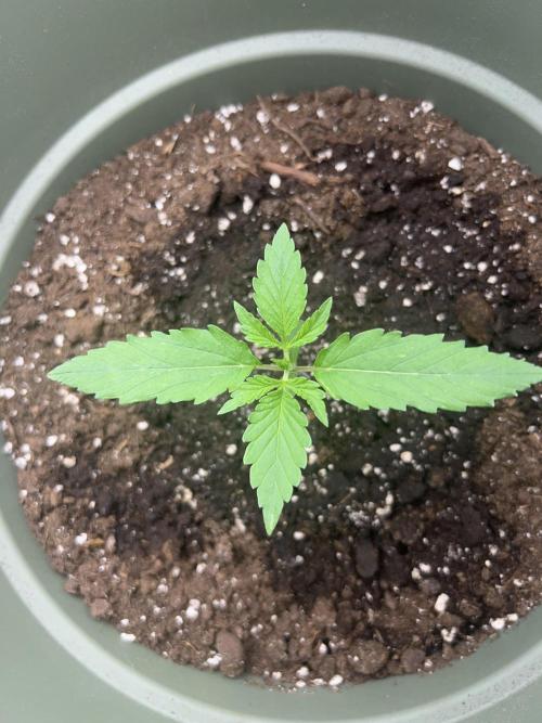 Ayahuasca Purple & White Widow. Week 1 - White Widow 