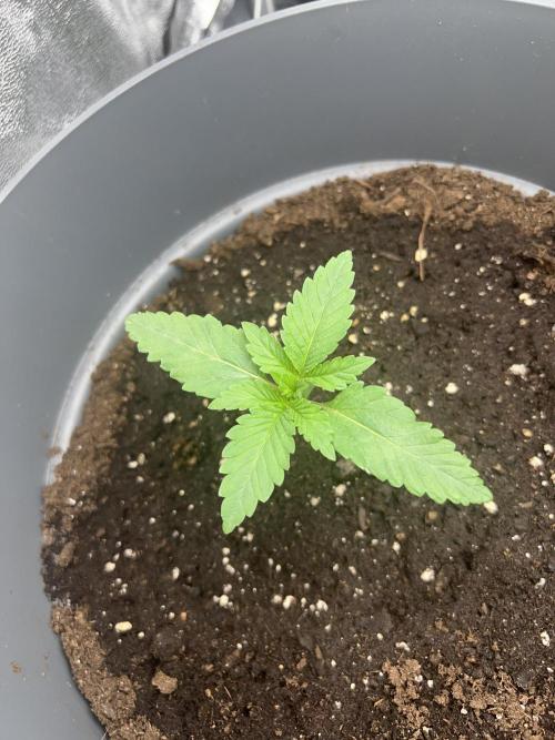 Ayahuasca Purple & White Widow. Week 1 - Ayahuasca Purple 