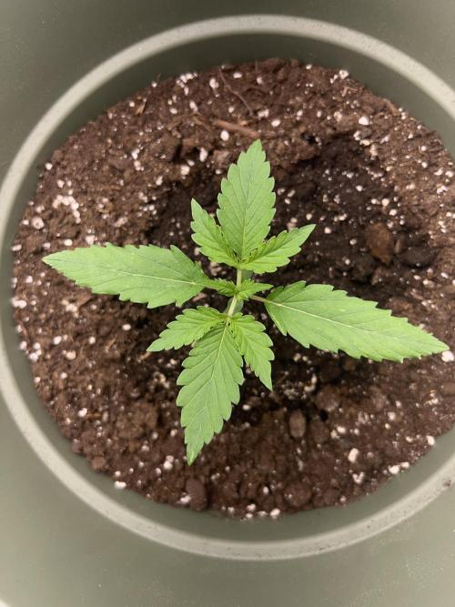 Ayahuasca Purple & White Widow. Week 1 - White Widow