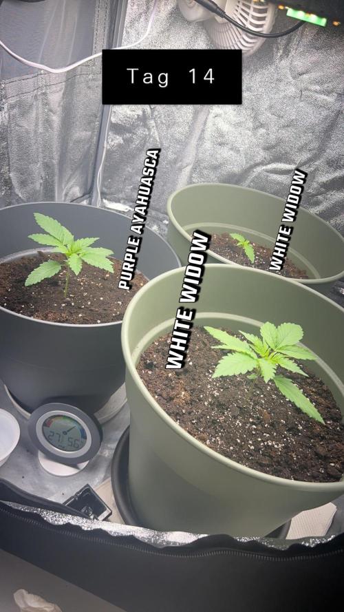 Ayahuasca Purple & White Widow. Week 2