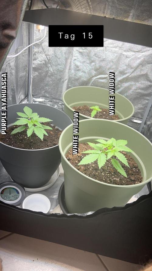 Ayahuasca Purple & White Widow. Week 2
