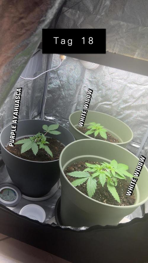 Ayahuasca Purple & White Widow. Week 2