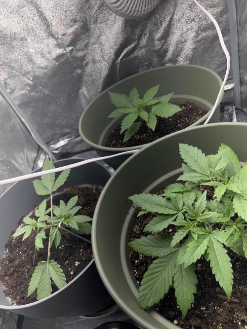 Ayahuasca Purple & White Widow. Week 2