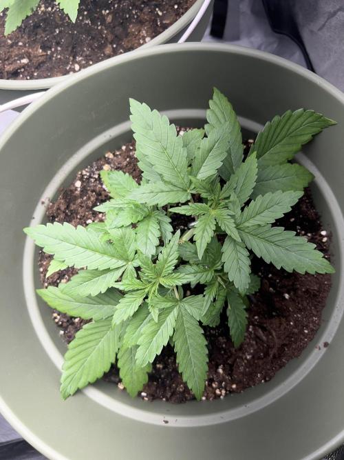 Ayahuasca Purple & White Widow. Week 2