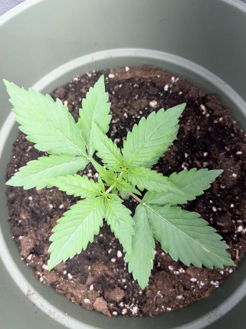 Ayahuasca Purple & White Widow. Week 2