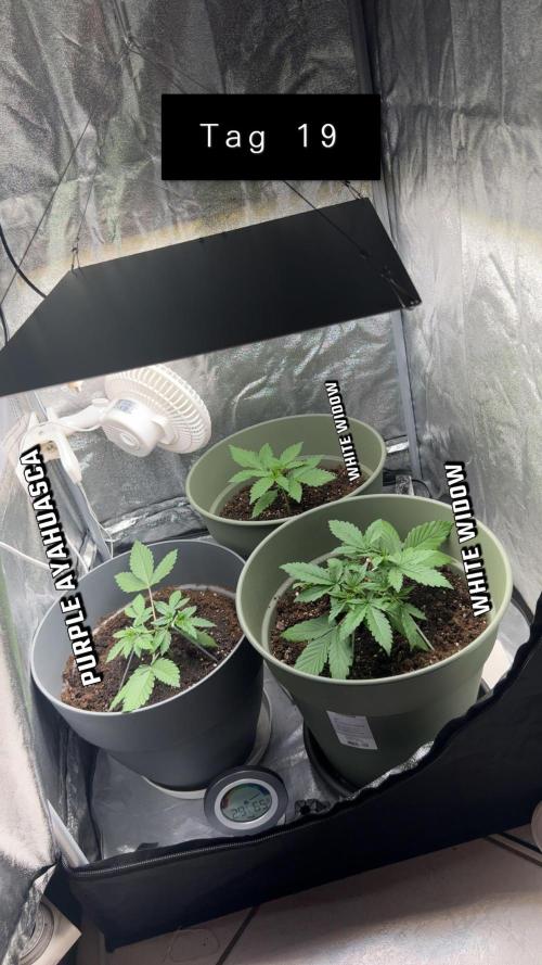 Ayahuasca Purple & White Widow. Week 2