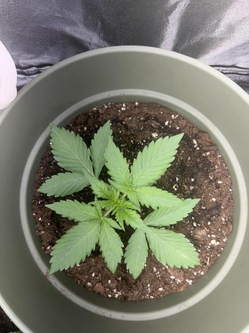 Ayahuasca Purple & White Widow. Week 2