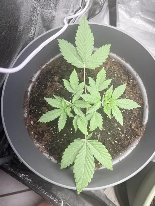 Ayahuasca Purple & White Widow. Week 2