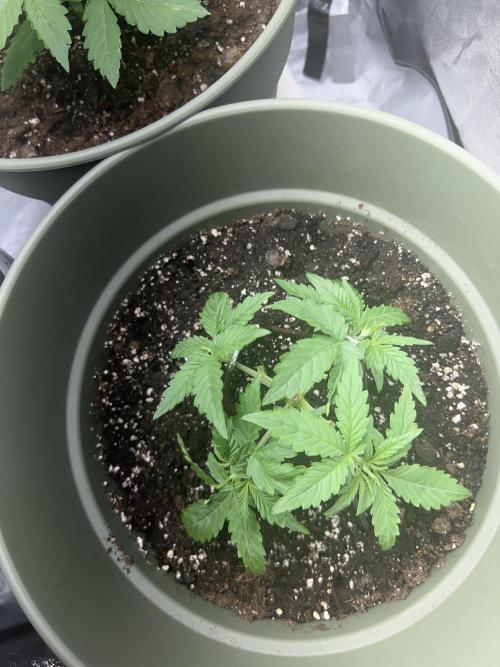 Ayahuasca Purple & White Widow. Week 2