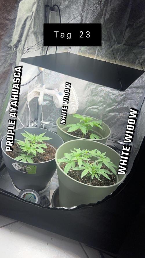 Ayahuasca Purple & White Widow. Week 3