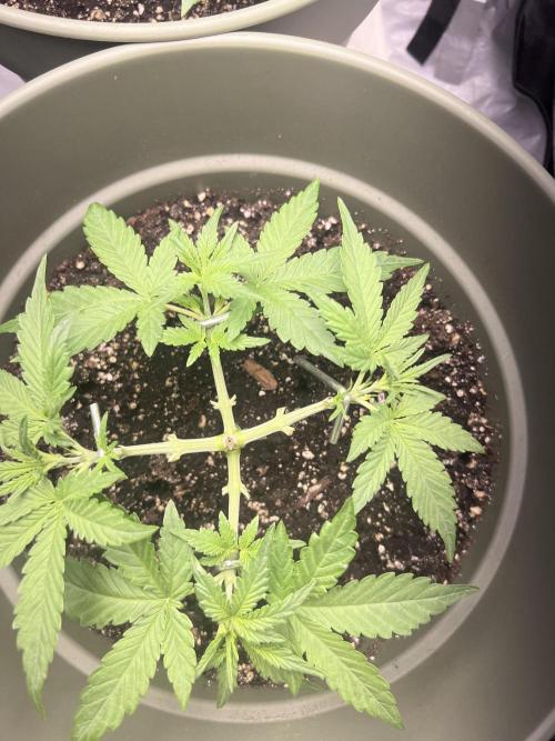 Ayahuasca Purple & White Widow. Week 3