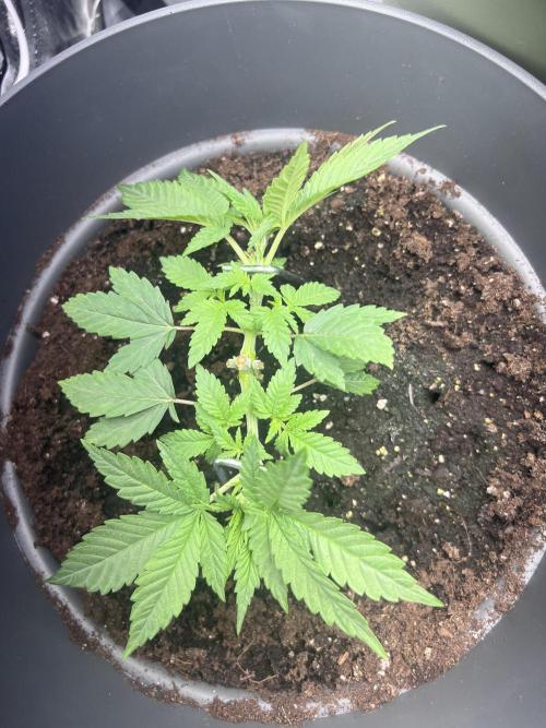 Ayahuasca Purple & White Widow. Week 3