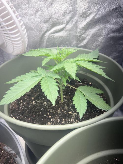 Ayahuasca Purple & White Widow. Week 3