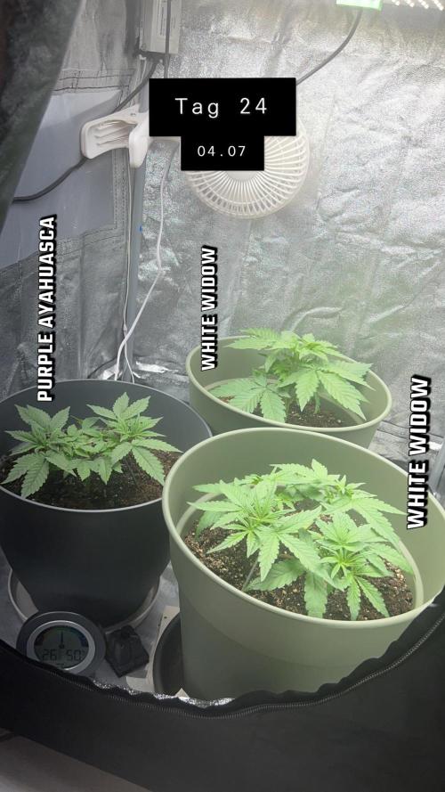 Ayahuasca Purple & White Widow. Week 3