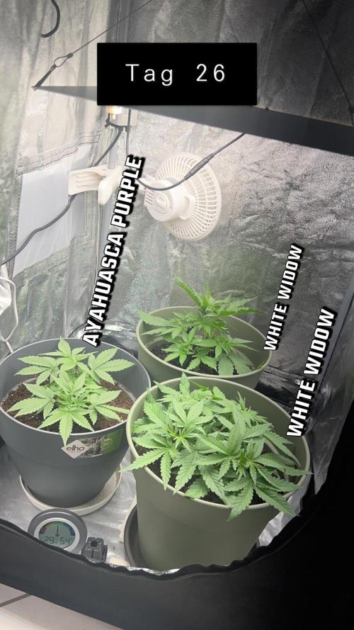 Ayahuasca Purple & White Widow. Week 3