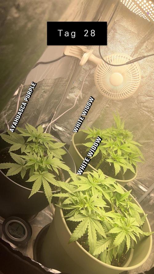 Ayahuasca Purple & White Widow. Week 3