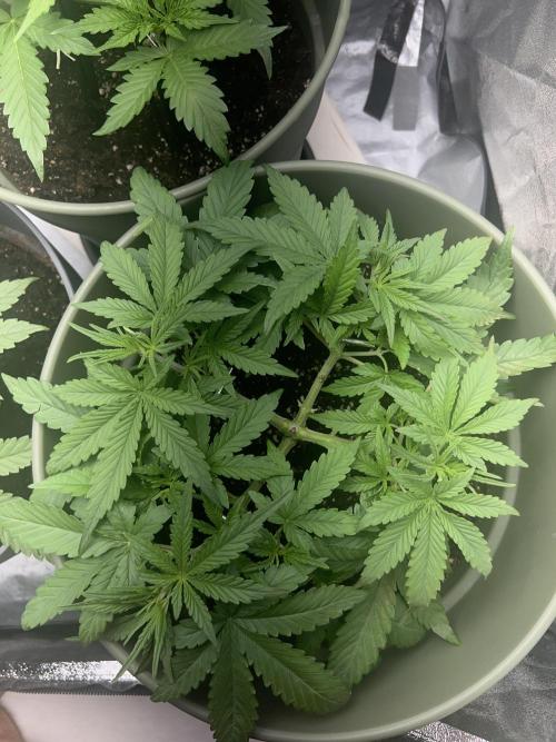 Ayahuasca Purple & White Widow. Week 4 - White Widow (1x Getoppt)