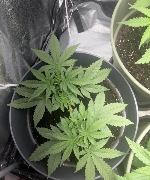 Ayahuasca Purple & White Widow. Week 4 - Ayahuasca Purple (2x Getoppt)