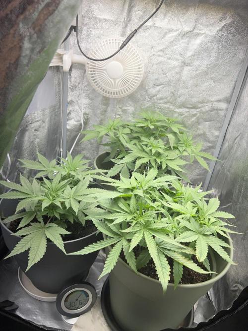 Ayahuasca Purple & White Widow. Week 4