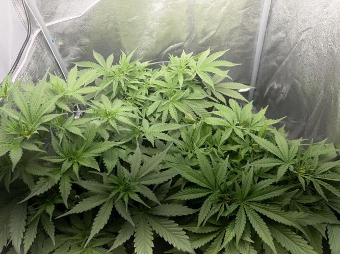 Ayahuasca Purple & White Widow. Week 5