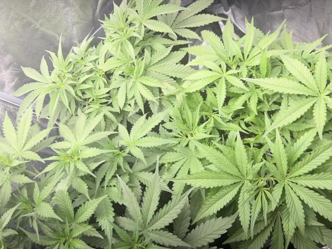 Ayahuasca Purple & White Widow. Week 5