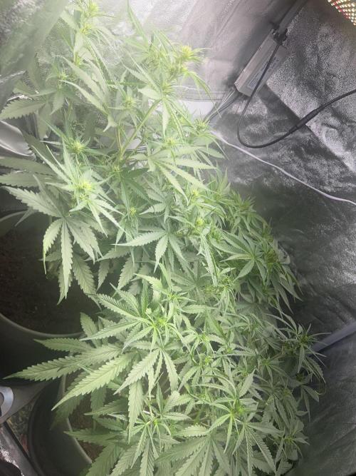 Ayahuasca Purple & White Widow. Week 6