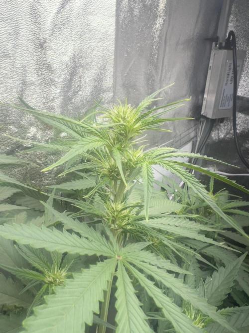 Ayahuasca Purple & White Widow. Week 6