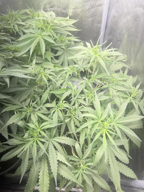 Ayahuasca Purple & White Widow. Week 6