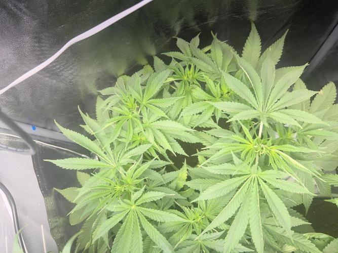 Ayahuasca Purple & White Widow. Week 6 - Eingequetschte Ayahuasca :( 