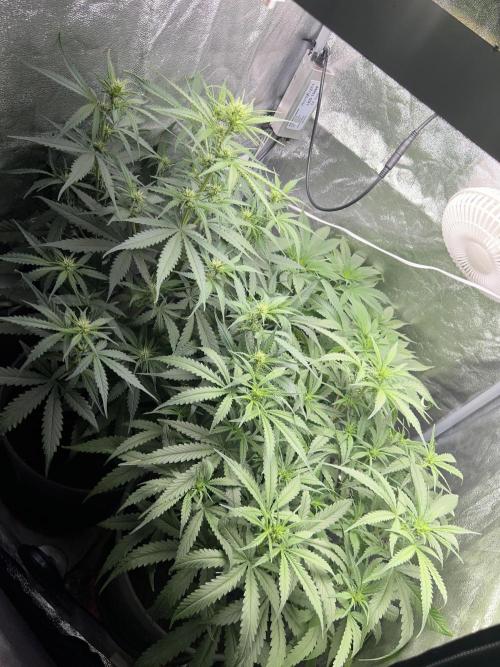 Ayahuasca Purple & White Widow. Week 6