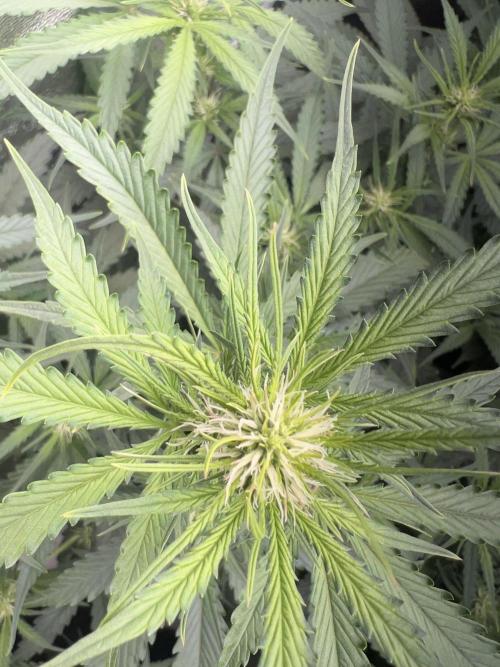 Ayahuasca Purple & White Widow. Week 6