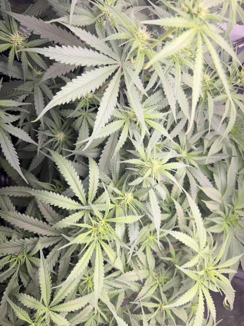 Ayahuasca Purple & White Widow. Week 6