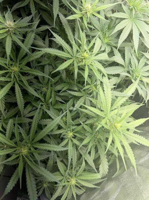 Ayahuasca Purple & White Widow. Week 6