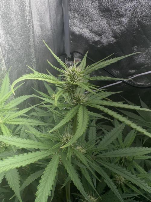 Ayahuasca Purple & White Widow. Week 6