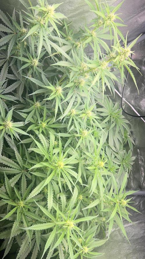 Ayahuasca Purple & White Widow. Week 6